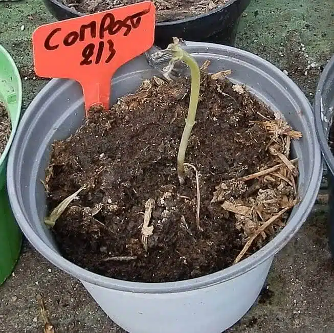 Test germinazione-compost