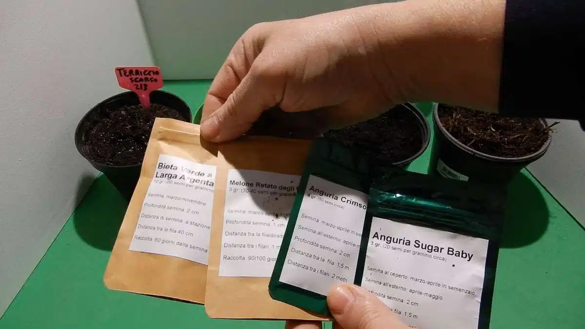 Test germinazione nel semenzaio