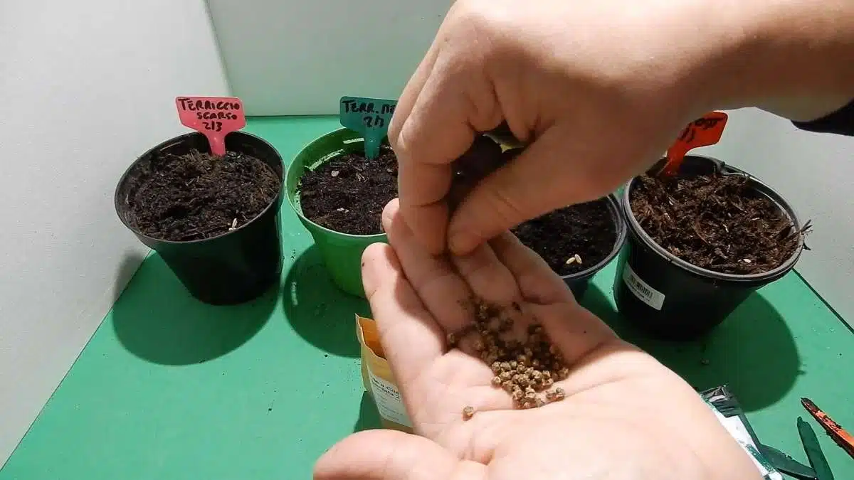 Test germinazione nel semenzaio