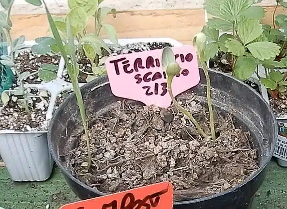 Test germinazione-terriccio supermercato