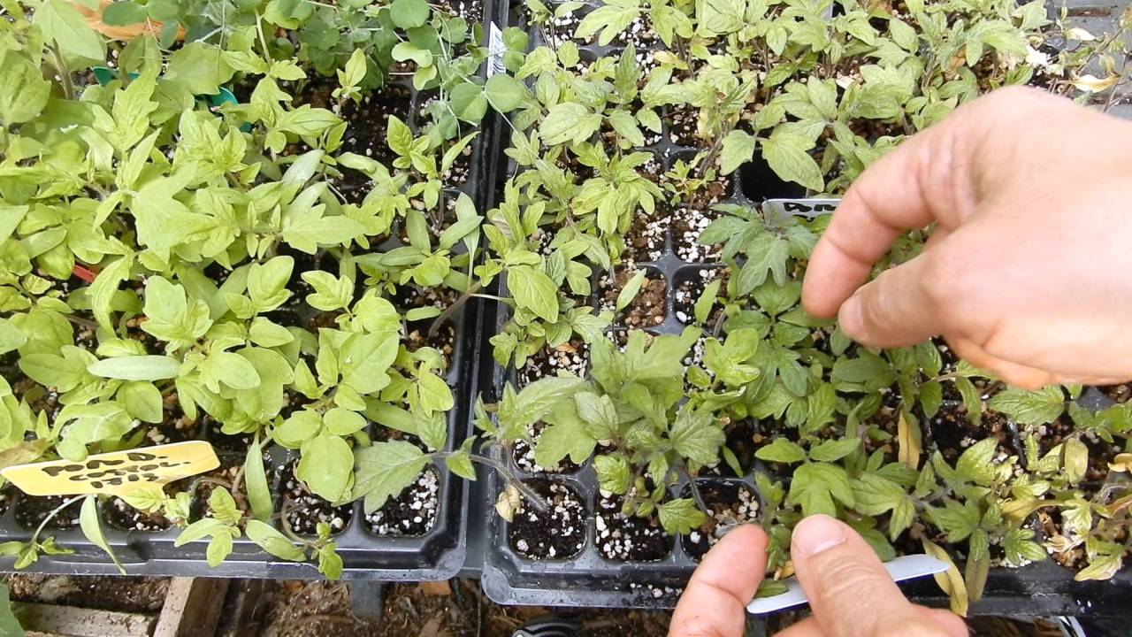 Piantine con le foglie gialle? Quale concime usare 9 Piantine da orto con le foglie gialle? - dopo solabiol