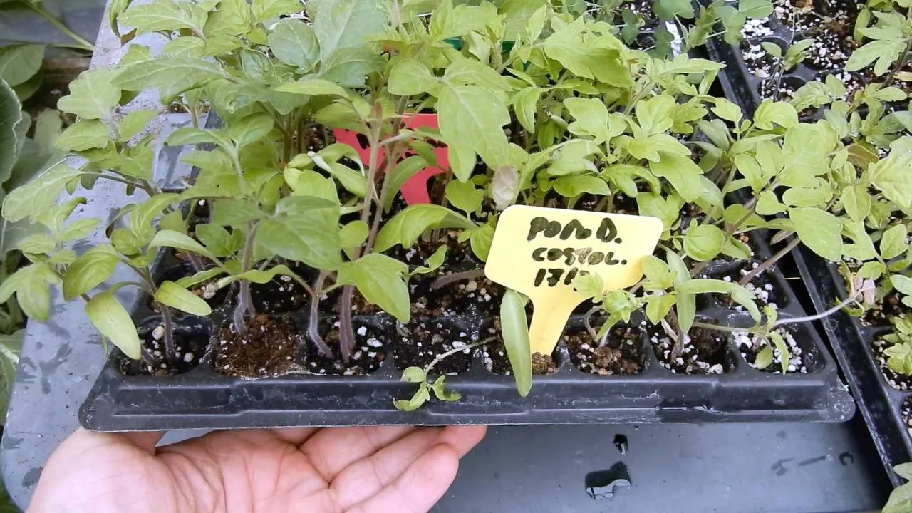 Piantine con le foglie gialle? Quale concime usare 8 Piantine da orto con le foglie gialle? - dopo solabiol