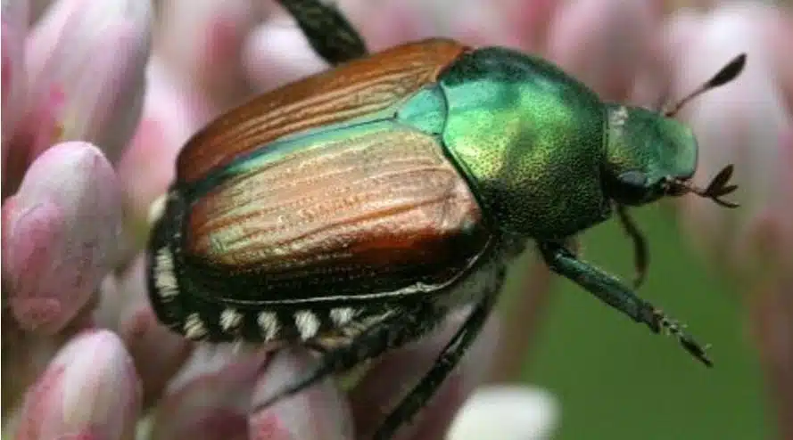 popillia japonica 3 1