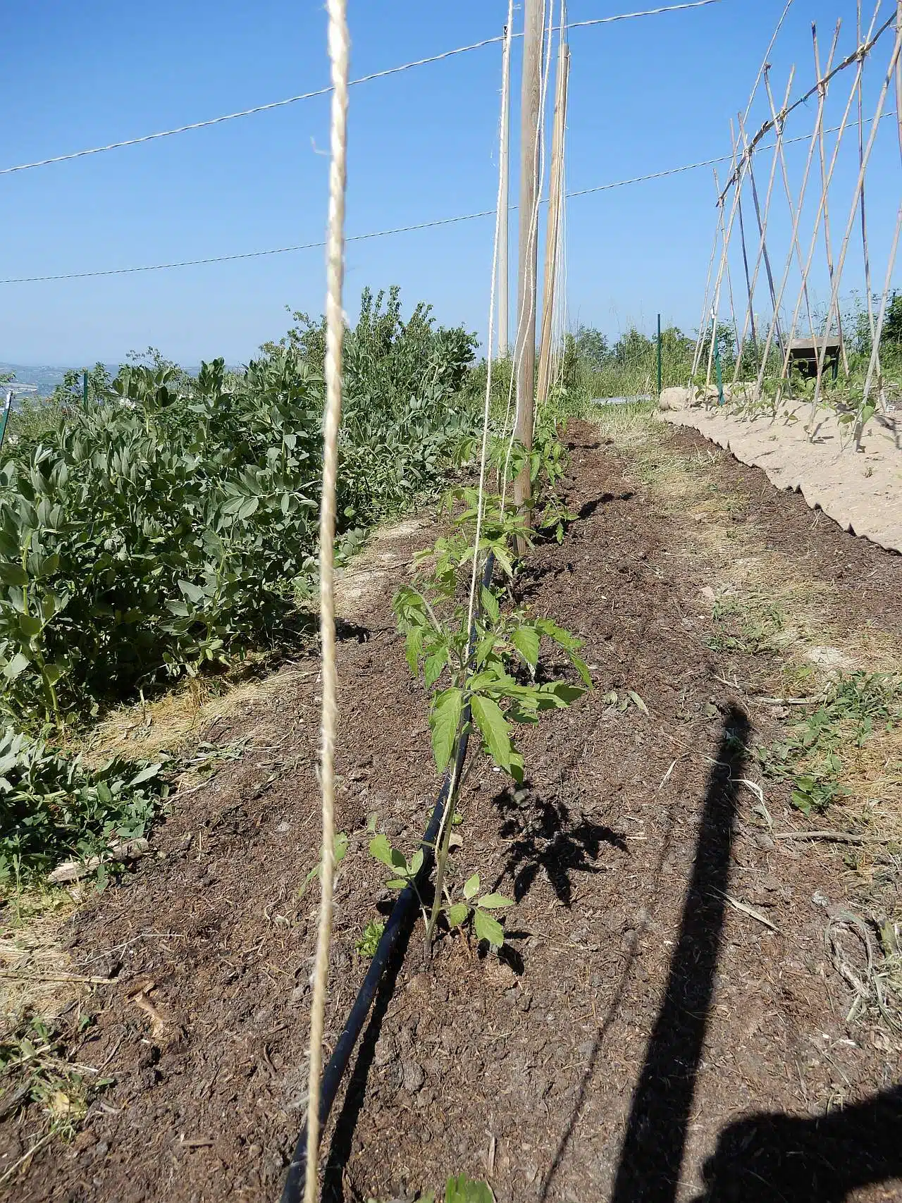 Coltivazione dei pomodori NO DIG-legatura con il filo