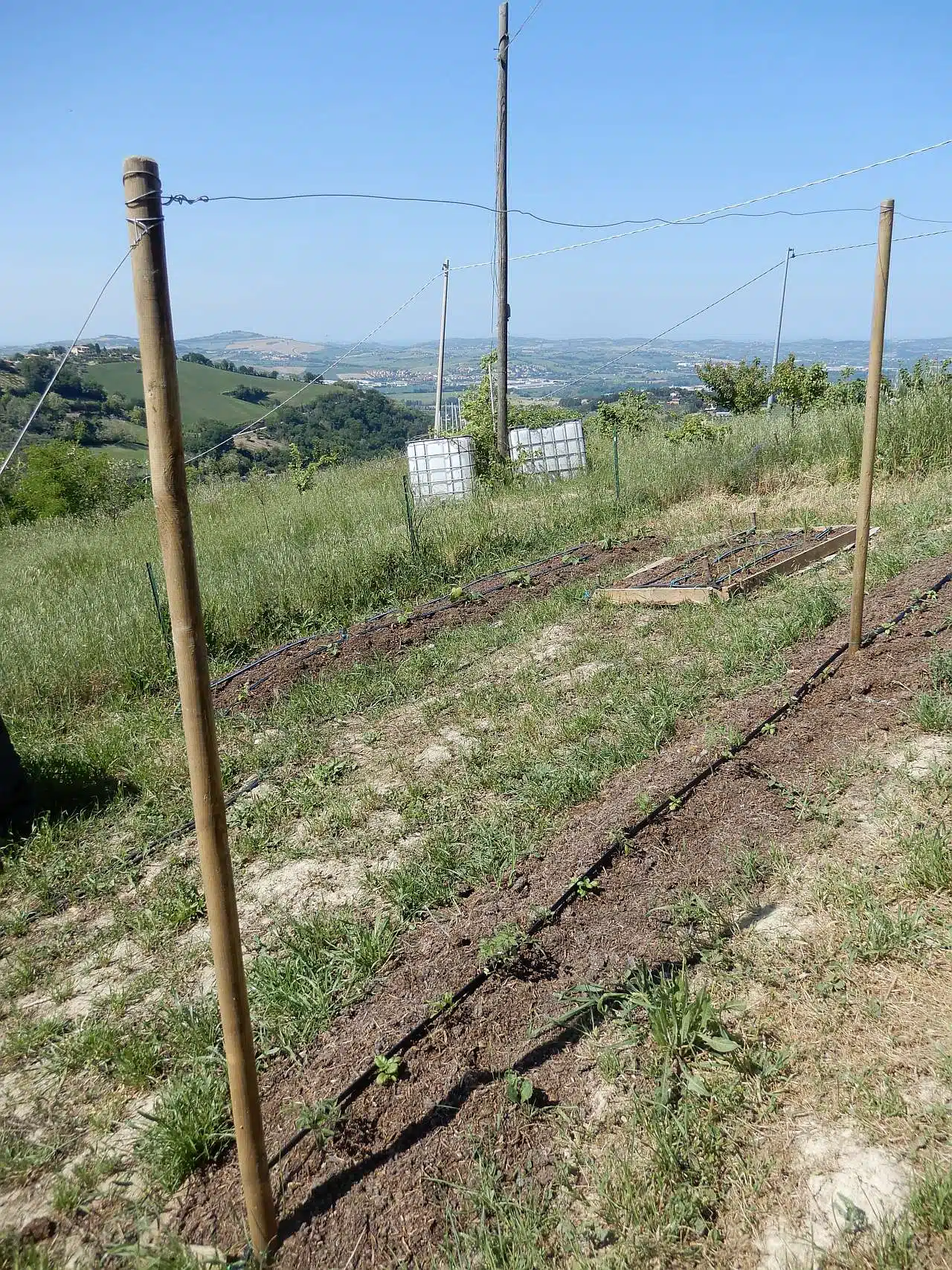 Coltivazione dei pomodori NO DIG