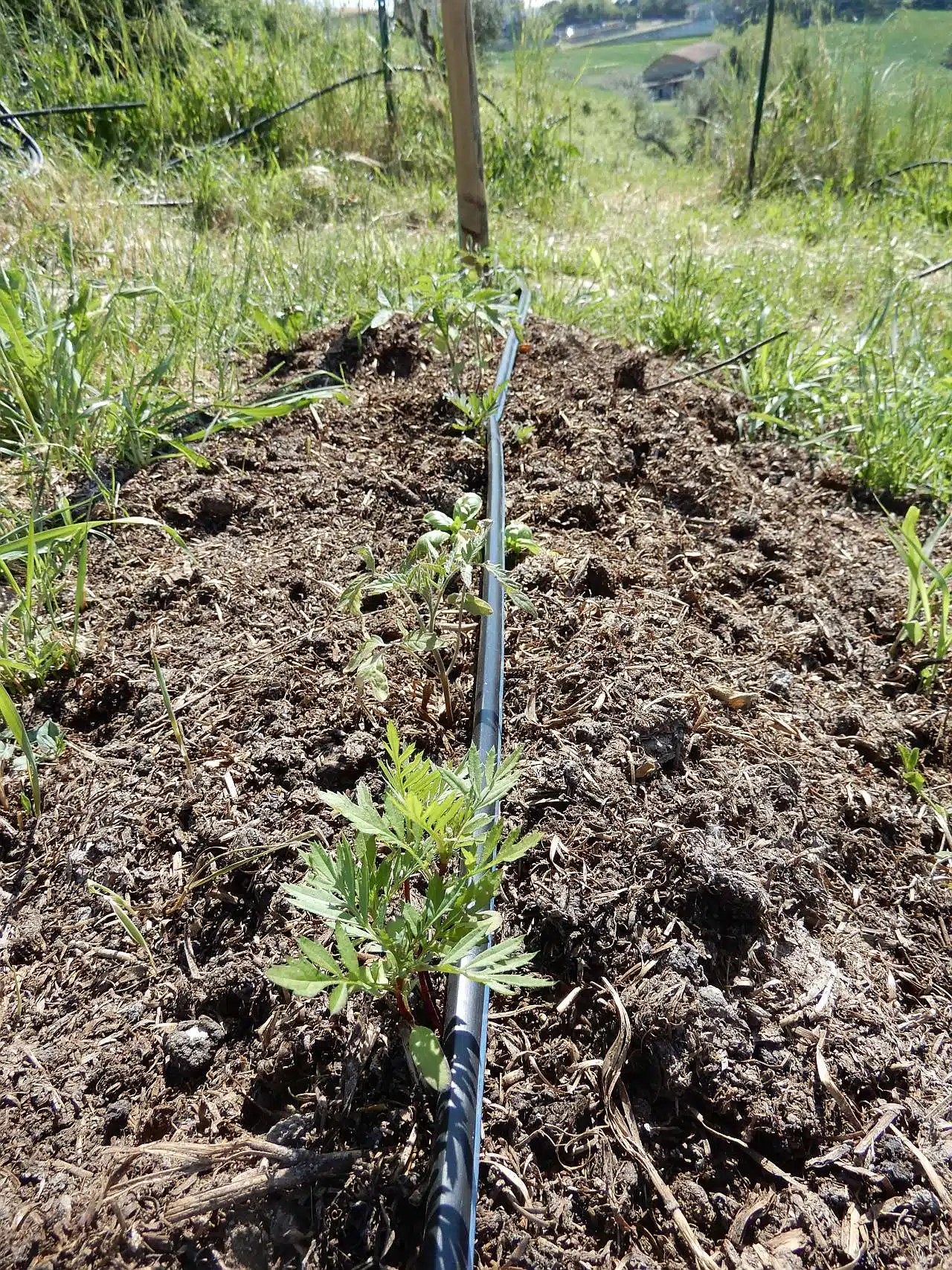 Coltivazione dei pomodori NO DIG