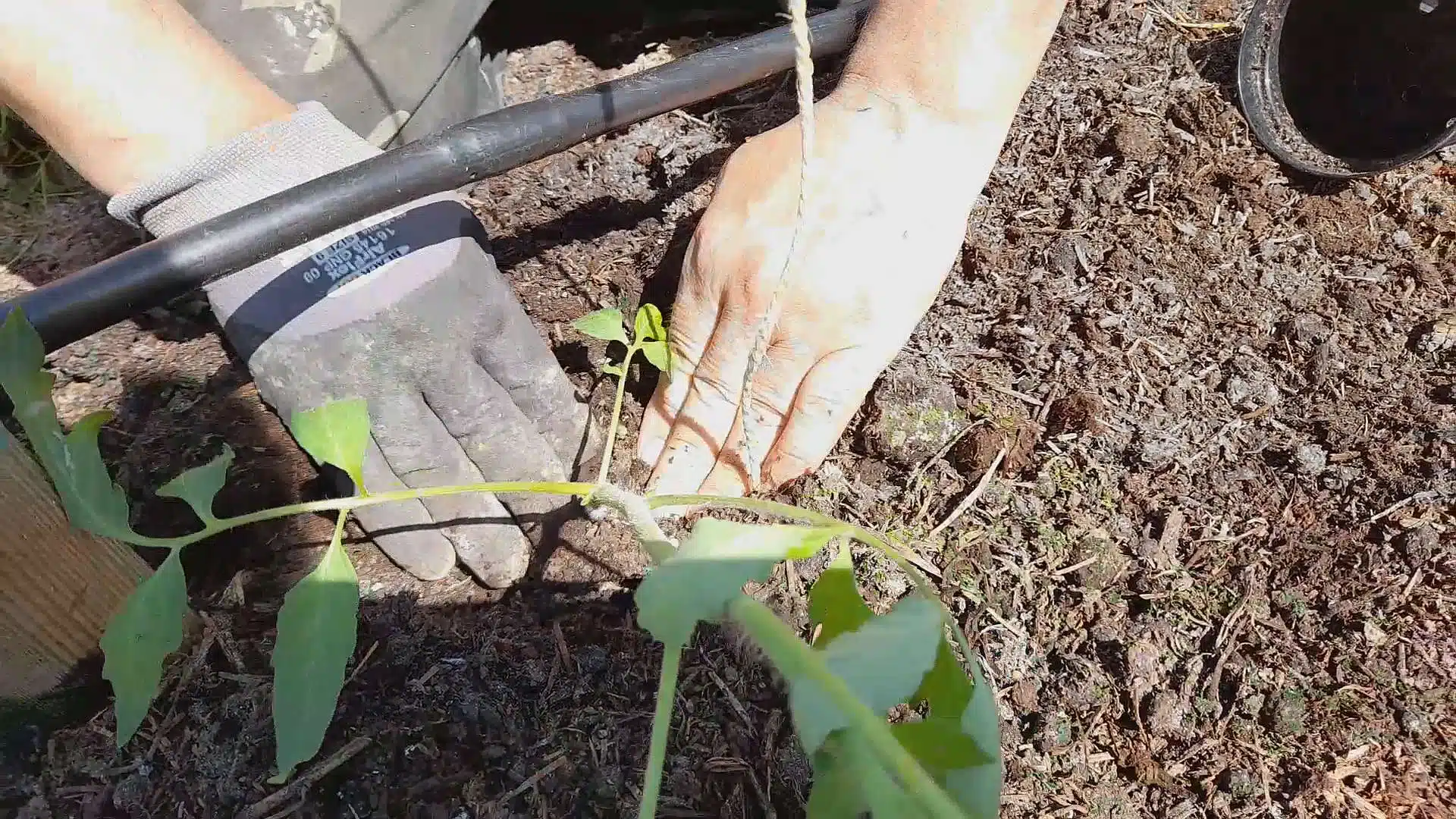 Trapianto nel compost