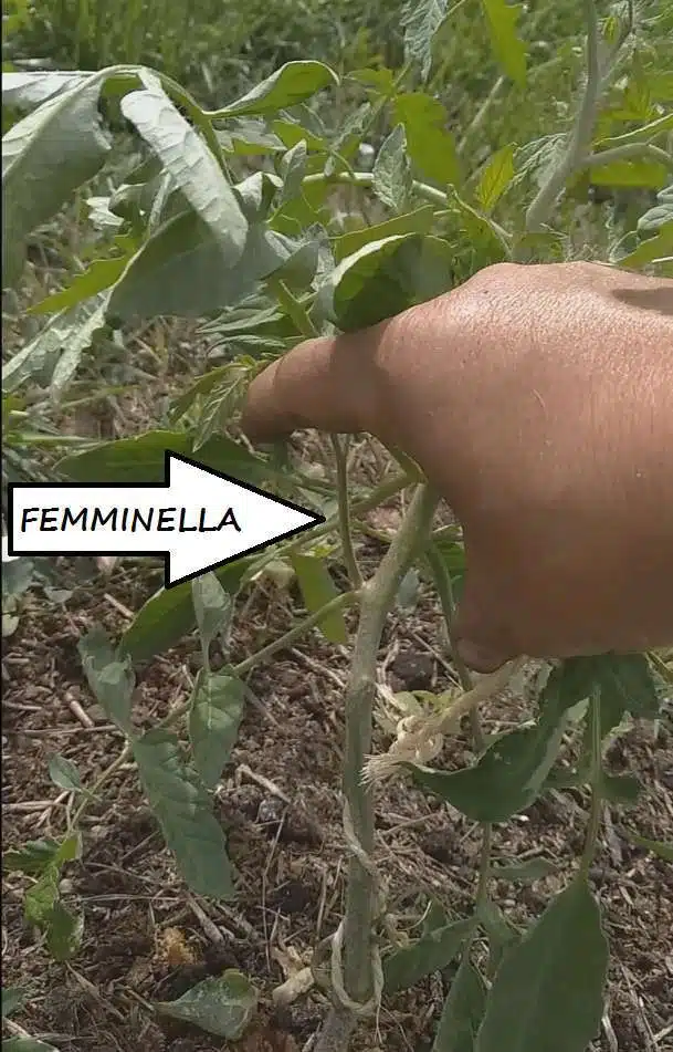 Potatura e sfemminellatura del pomodoro 2