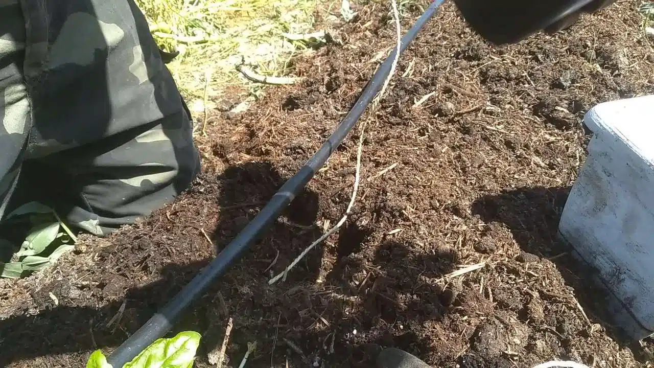 come legare i pomodori con il filo-filo nel terreno