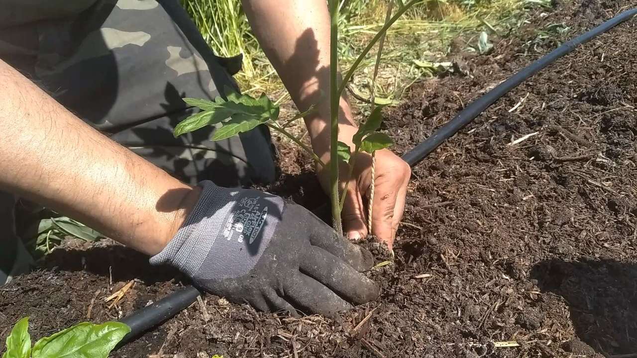 come legare i pomodori con il filo filo nel terreno2