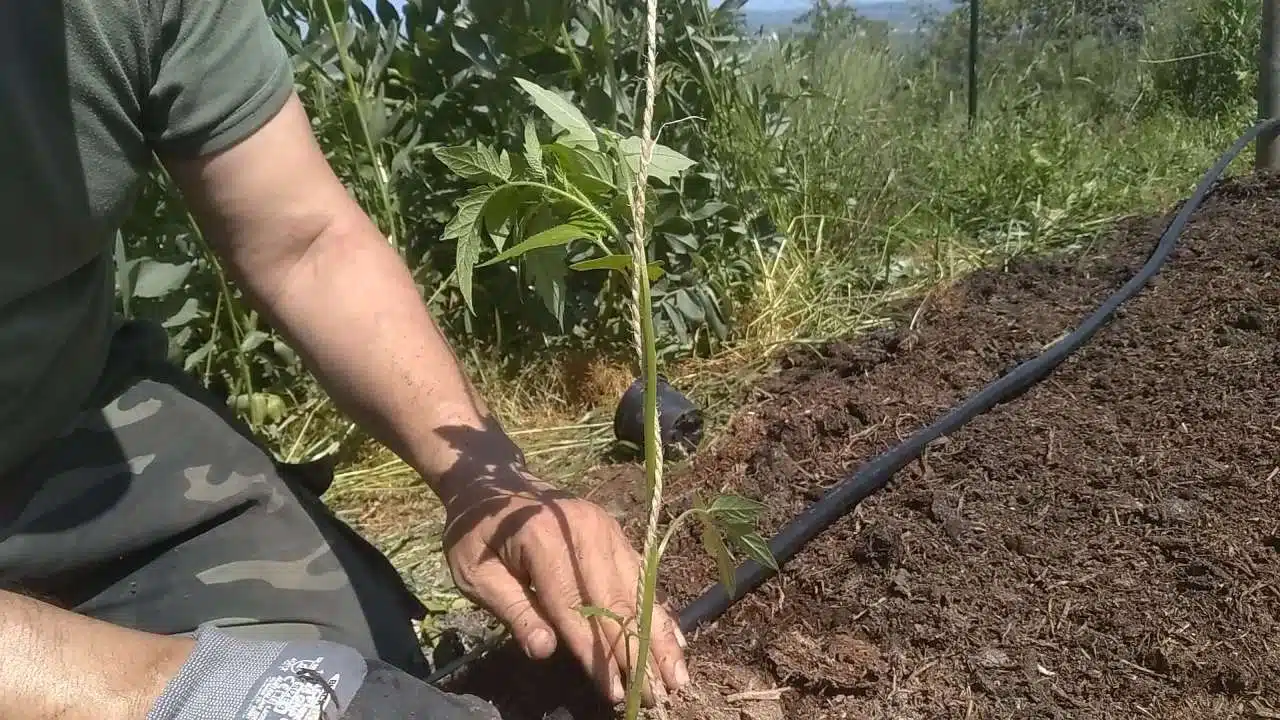 come legare i pomodori con il filo-nodo sulla piantina
