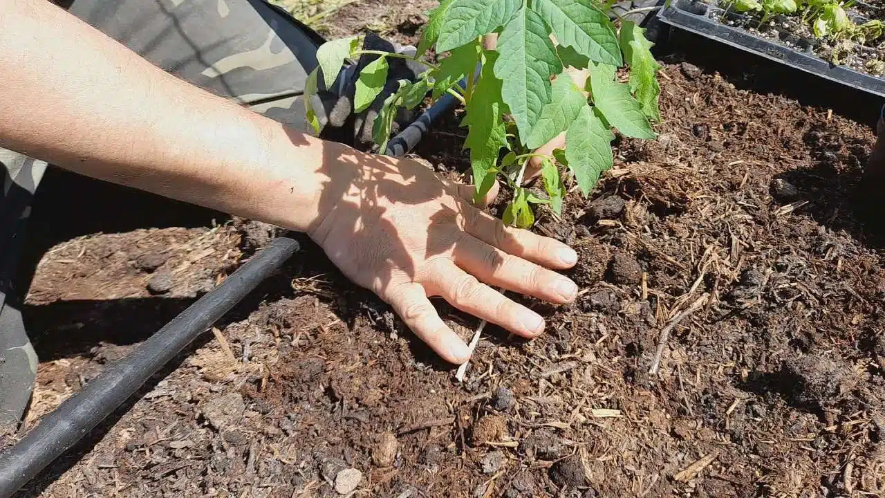 come legare i pomodori con il filo-nodo sulla piantina