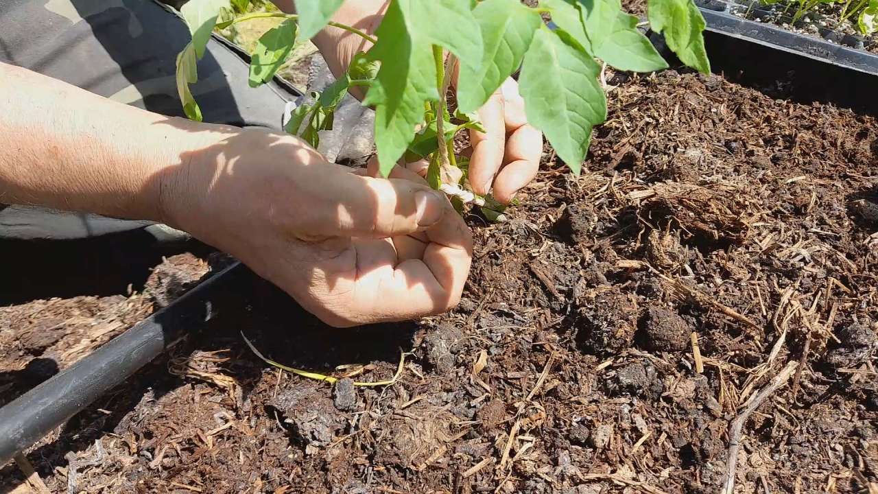 come legare i pomodori senza canne