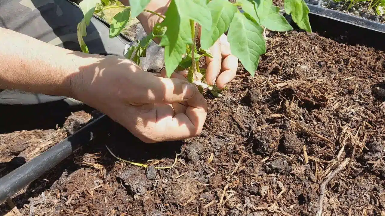 come legare i pomodori con il filo-nodo sulla piantina