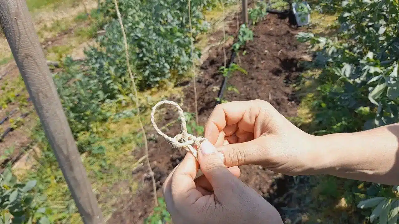 nodo per legare i pomodori con il filo