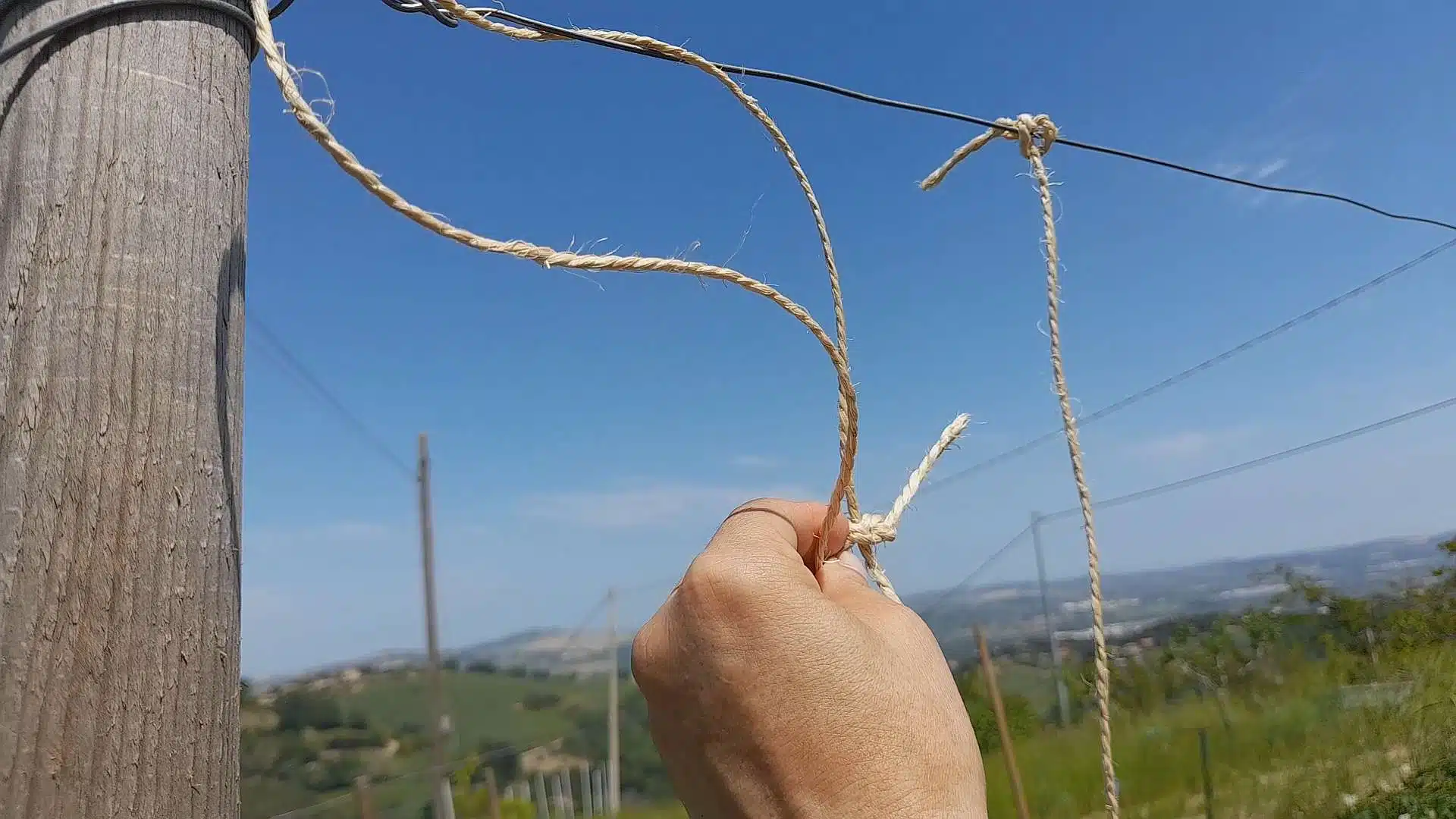 nodo per legare i pomodori con il filo
