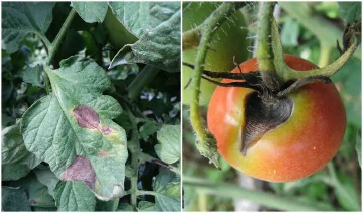 peronospora pomodoro
