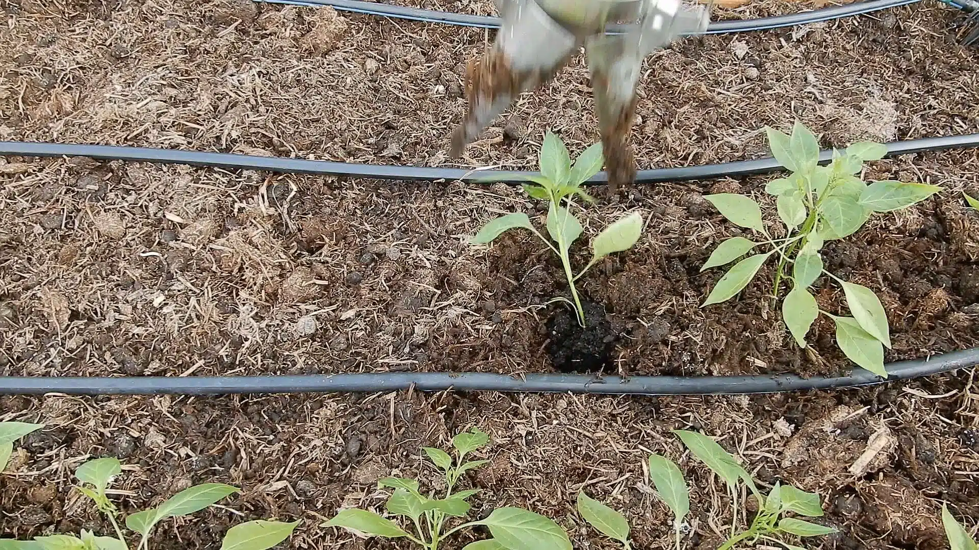 piantatore veloce Abrek