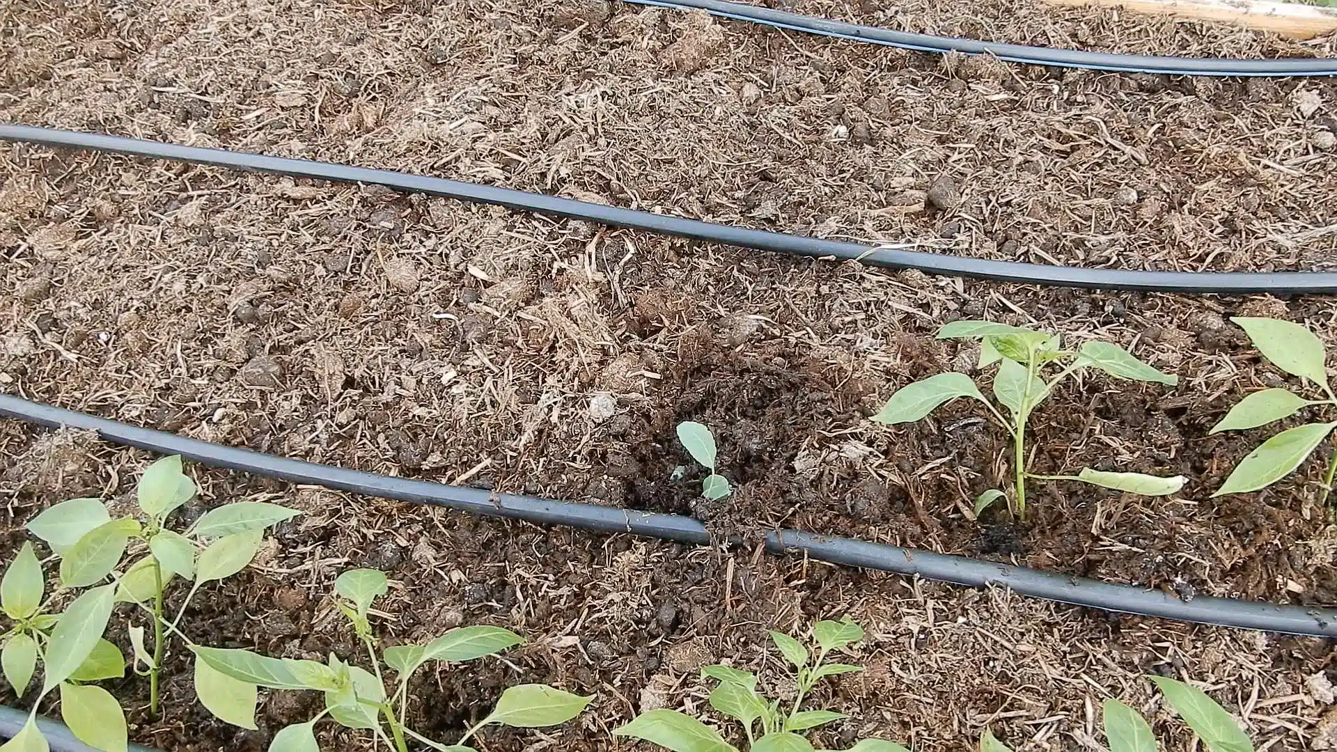 Piantatore per le piantine Abrek