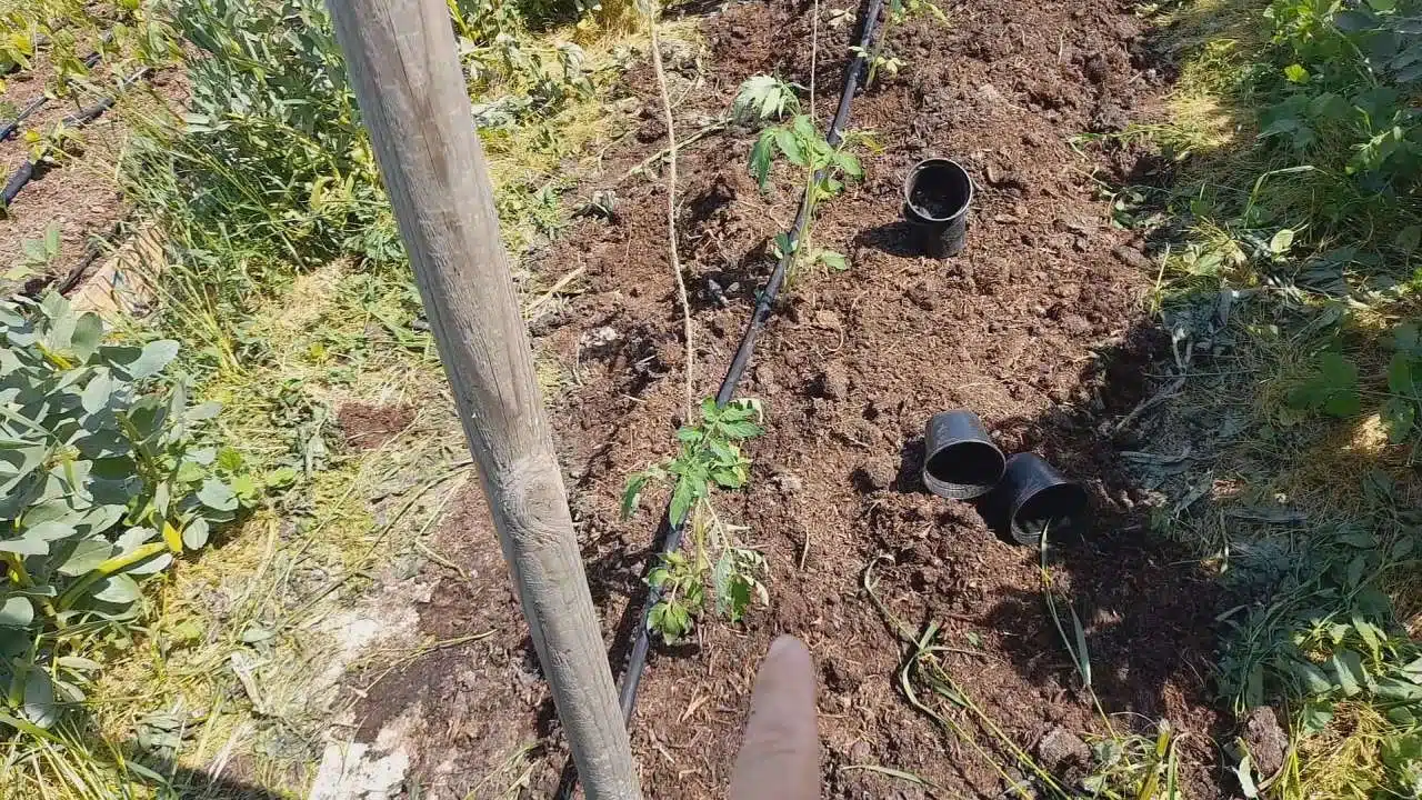 come legare i pomodori con il filo