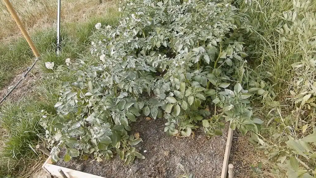 Coltivazione delle patate nel compost metodo NO DIG 1