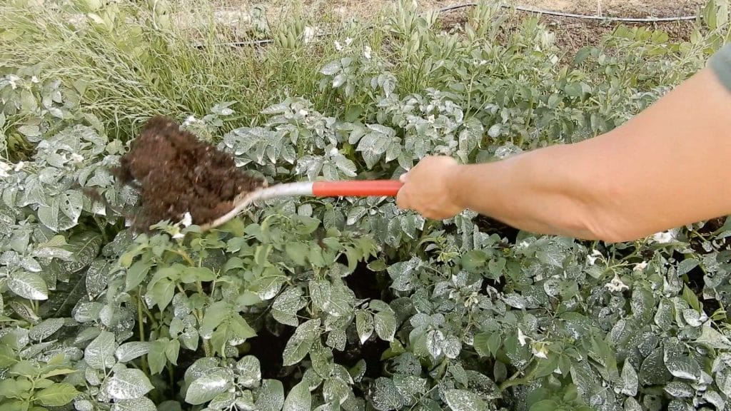 Coltivazione delle patate nel compost metodo NO DIG -rincalzo con il compost