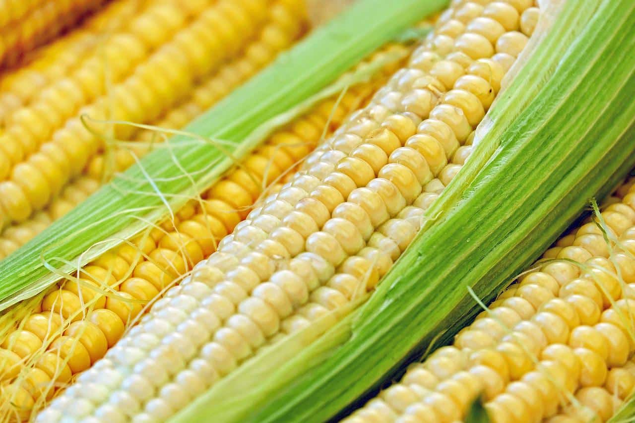 Come si coltiva il Mais granoturco 1