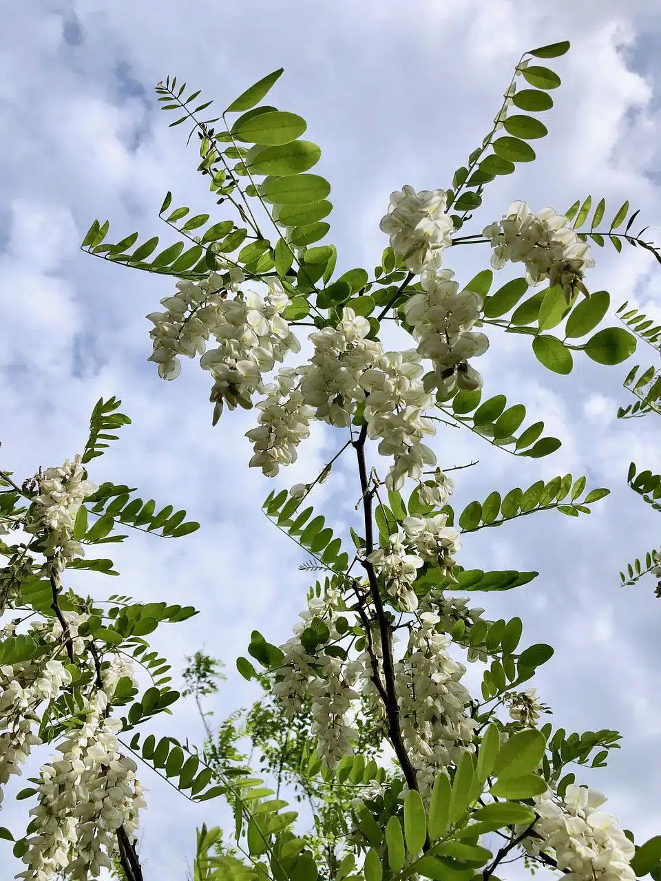 riscaldare la casa di campagna - Robinia pseudoacacia