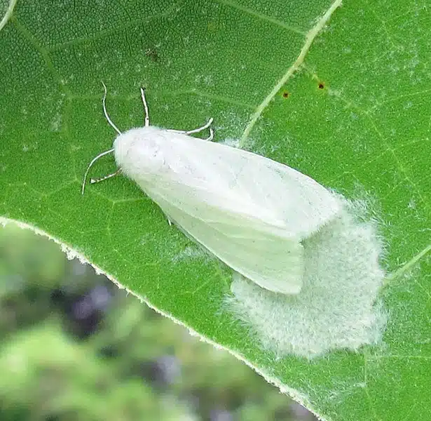 Ragnatela bianca sui rami degli alberi? E' l'ifantria americana 5 Hyphantria cunea