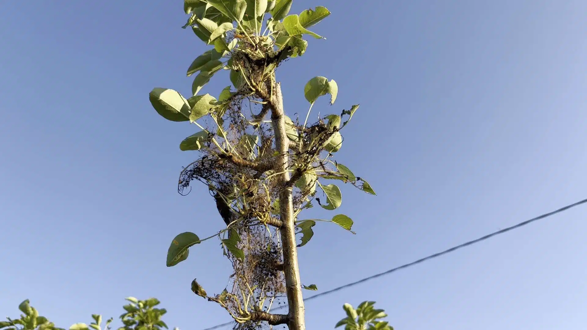 Ragnatela bianca sui rami degli alberi? E' l'ifantria americana 4 ifantria americana come fermarla