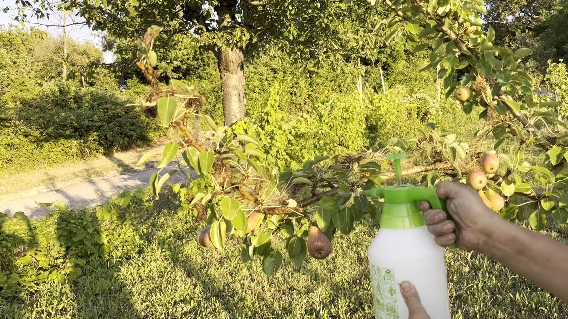 Ragnatela bianca sui rami degli alberi? E' l'ifantria americana 9 ifantria americana come fermarla