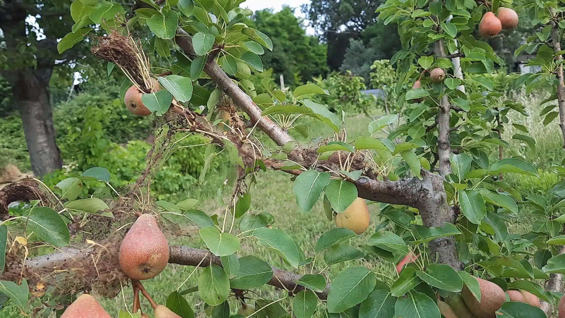 Ragnatela bianca sui rami degli alberi? E' l'ifantria americana 10 ifantria americana come fermarla