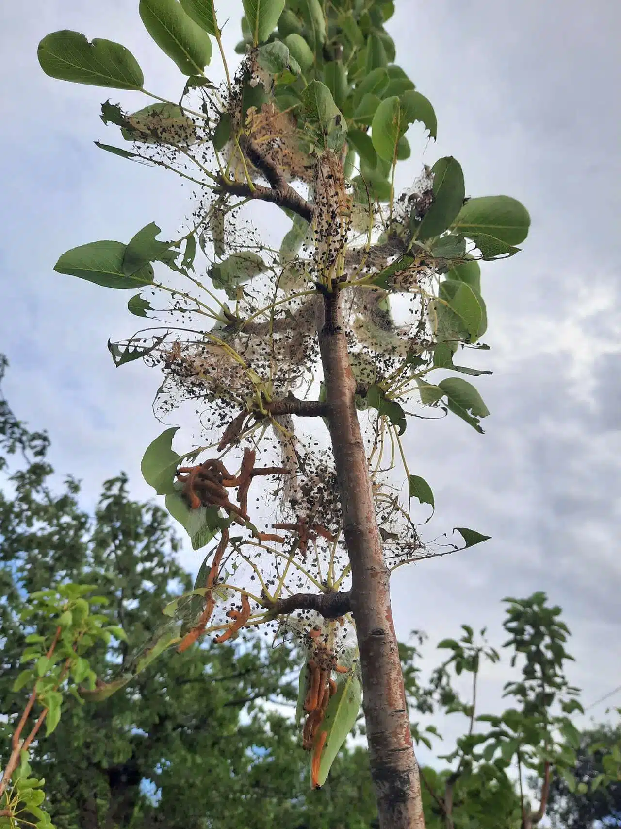 Ragnatela bianca sui rami degli alberi? E' l'ifantria americana 3 ifantria americana