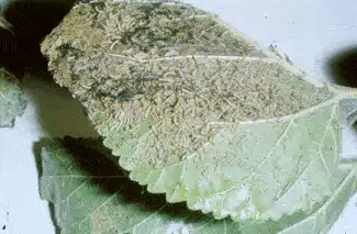 Ragnatela bianca sui rami degli alberi? E' l'ifantria americana 6 uova e larve di Ifantria americana
