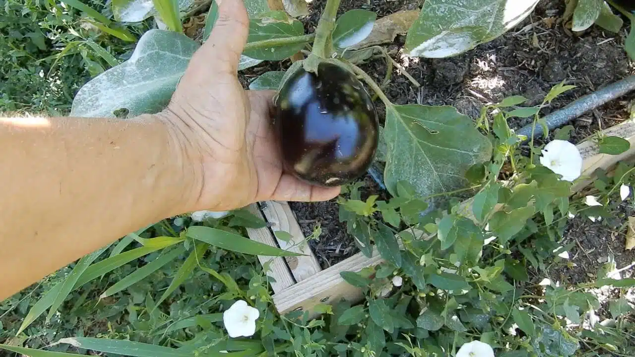 quando e quanto annaffiare lorto.5