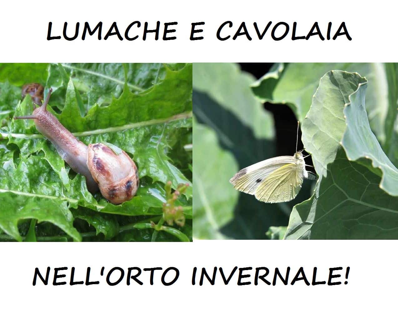 LOGO lumache e cavolaia