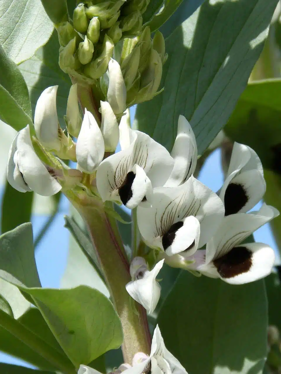 Fiore favino1