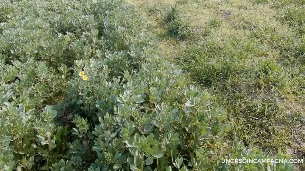 Favino da sovescio: come coltivarlo e che vantaggi apporta al terreno 7 Favino da sovescio: come coltivarlo e che vantaggi apporta al terreno - sesto di impianto