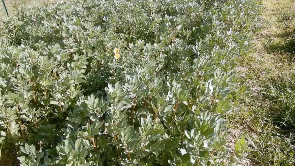 Favino da sovescio: come coltivarlo e che vantaggi apporta al terreno 2 Favino da sovescio: come coltivarlo e che vantaggi apporta al terreno