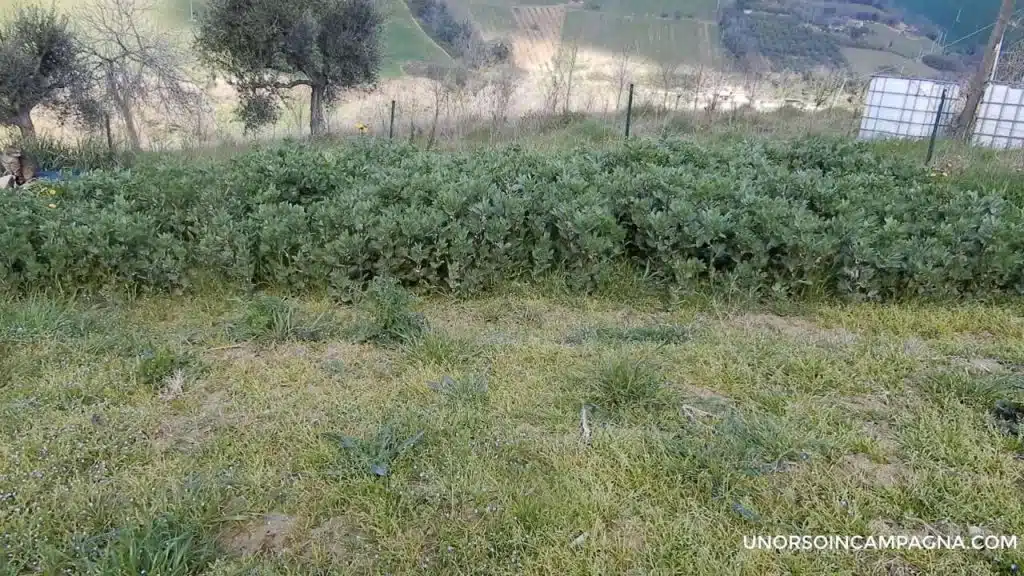 Favino da sovescio: come coltivarlo e che vantaggi apporta al terreno 5 Favino da sovescio: come coltivarlo e che vantaggi apporta al terreno