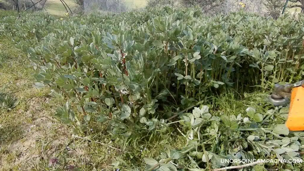 Favino da sovescio: come coltivarlo e che vantaggi apporta al terreno 6 Favino da sovescio: come coltivarlo e che vantaggi apporta al terreno