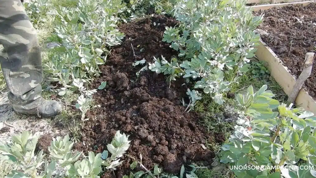 Favino da sovescio: come coltivarlo e che vantaggi apporta al terreno 8 Favino da sovescio: come coltivarlo e che vantaggi apporta al terreno - Favino interrato sotto al compost (metodo NO DIG)