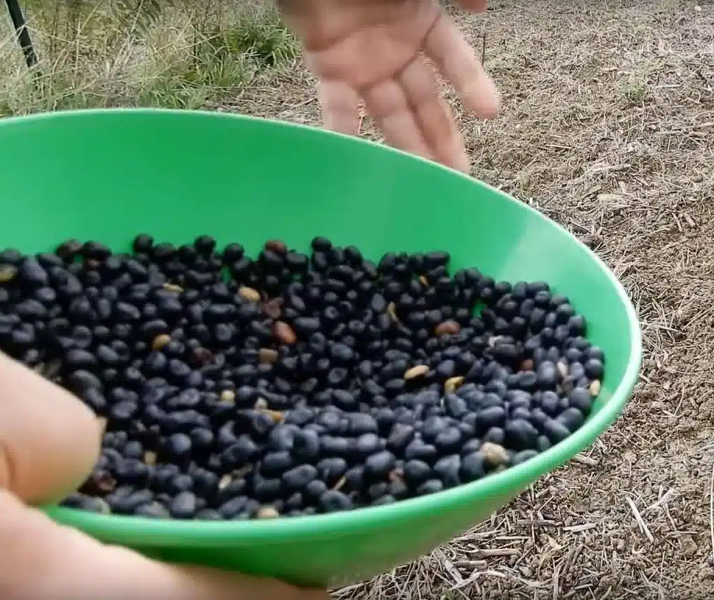 Favino da sovescio: come coltivarlo e che vantaggi apporta al terreno - come si semina