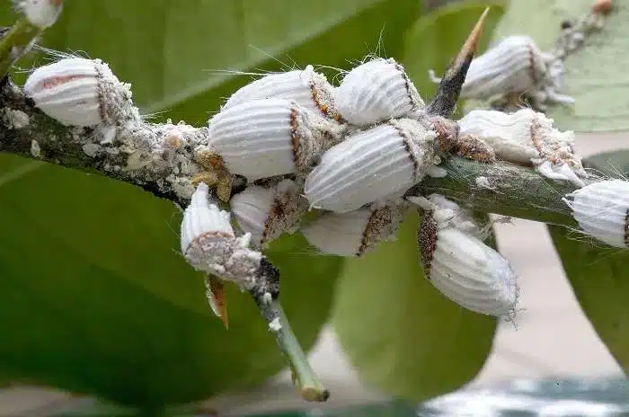Come eliminare la Cocciniglia cotonosa dalle piante (+video) 3 Come eliminare la Cocciniglia cotonosa dalle piante - cocciniglia cotonosa