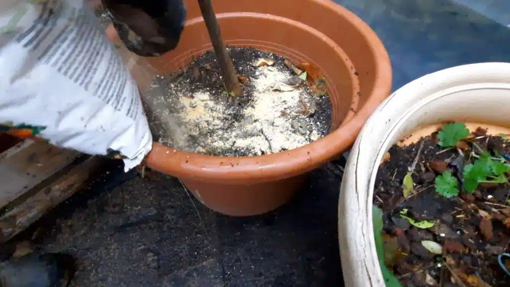 Coltivazione del Limone Lunario in vaso - Concimazione invernale agrumi in vaso