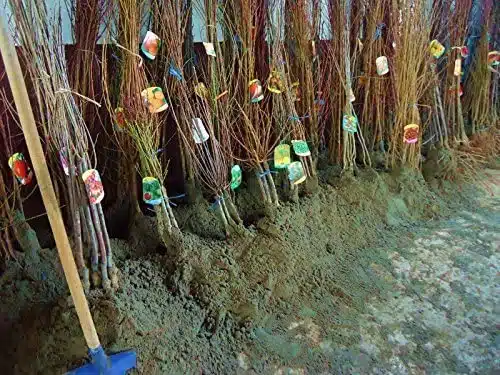 Come trapiantare un albero da frutto 3 Come trapiantare un albero da frutto