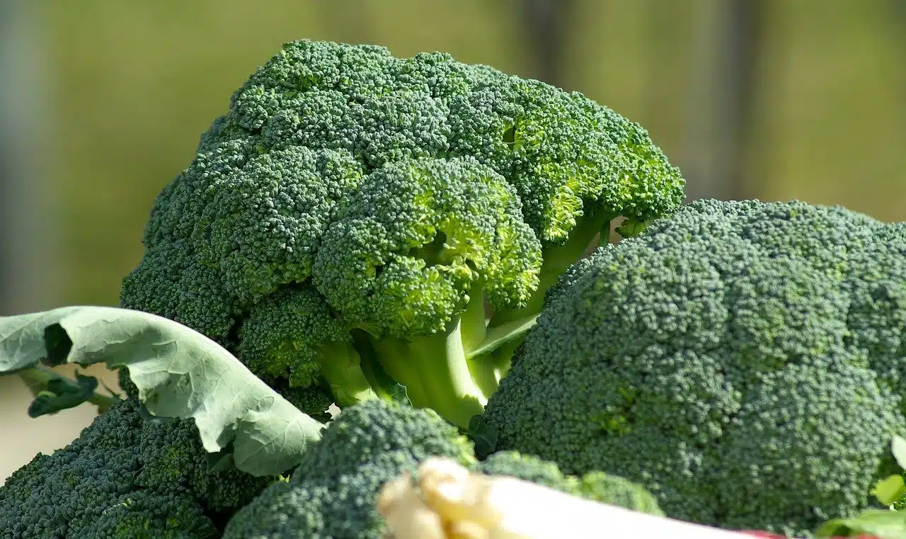 broccoli 3