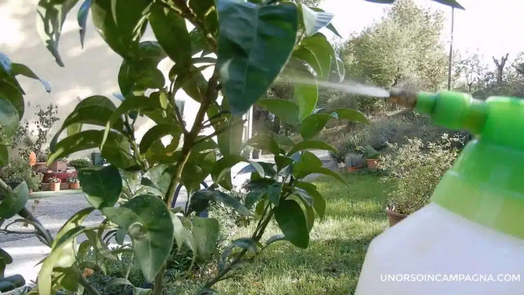 Come eliminare la Cocciniglia cotonosa dalle piante (+video) 10 Come eliminare la Cocciniglia cotonosa dalle piante - Sapone di Marsiglia e peperoncino contro afidi e cocciniglia