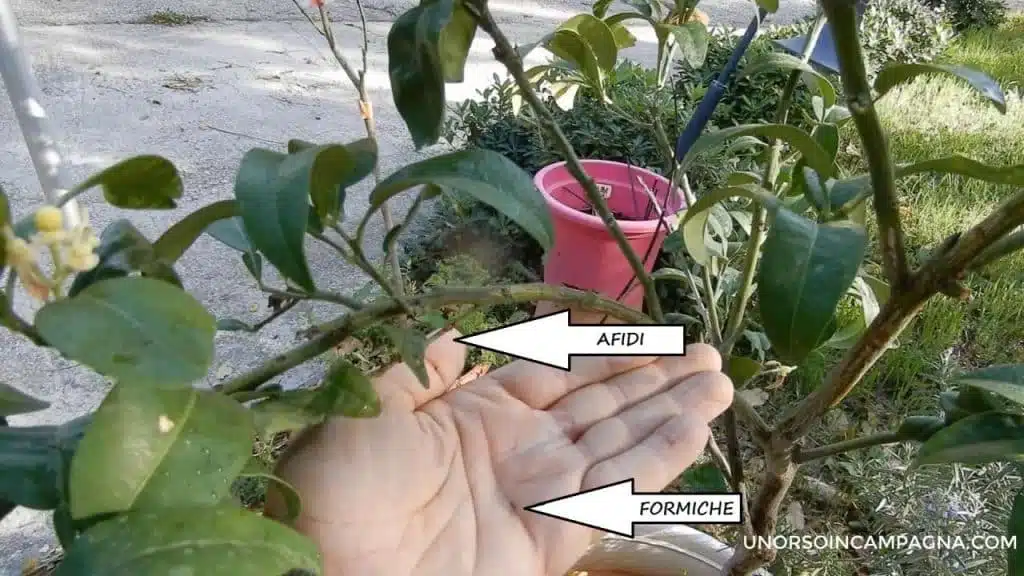 Come eliminare la Cocciniglia cotonosa dalle piante (+video) 12 Come eliminare la Cocciniglia cotonosa dalle piante - Sapone di Marsiglia e peperoncino contro afidi e cocciniglia