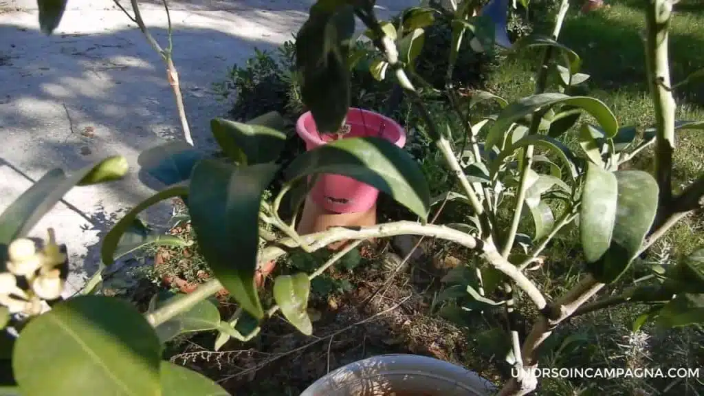 Come eliminare la Cocciniglia cotonosa dalle piante (+video) 13 Come eliminare la Cocciniglia cotonosa dalle piante - afidi e cocciniglia eliminati